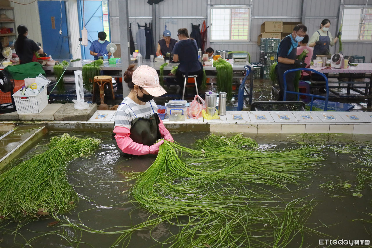 移工協助蔬菜採收